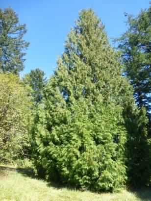 Western Red Cedar - Thuja plicata, click for a larger image, licensed for reuse CCBYNC3.0
