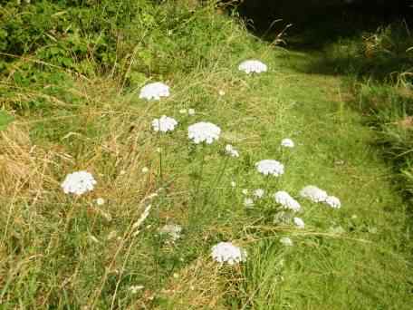 Yarrow - Achillea millefolium, click for a larger image