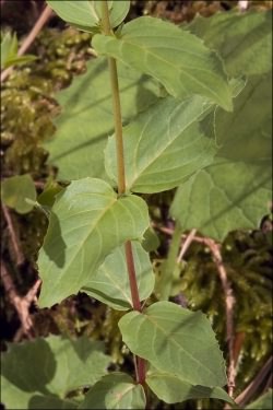 Broad-leaved Willowherb - Epilobium montanum, click for a larger image, licensed for reuse NCSA3.0