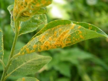 Willow Rust - Melampsora spp., click for a larger image