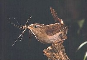 Winter Wren - Troglodytes troglodytes, species information page