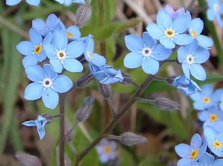 Wood Forget-me-not - Myosotis sylvatica, species information page