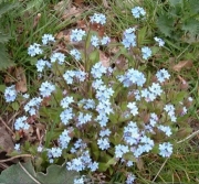 Wood Forget-me-not - Myosotis sylvatica, click for a larger image