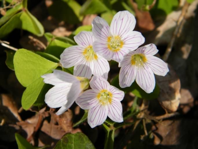 Wood Sorrel - Oxalis acetosella, click for a larger image