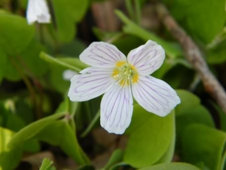 Wood Sorrel - Oxalis acetosella, click for a larger image