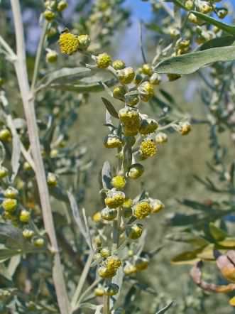 Wormwood - Artemisia absinthium, click for a larger image, photo licensed for reuse CCASA3.0