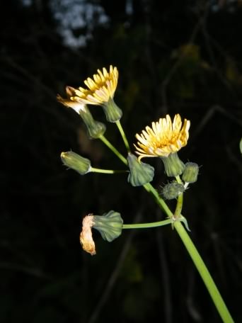 Yellow Hawkweed - Hieracium praealtum, click for a larger image