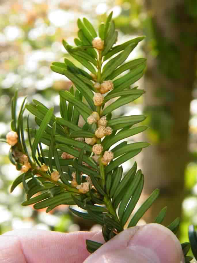 Yew Tree - Taxus baccata flowers, click for a larger image