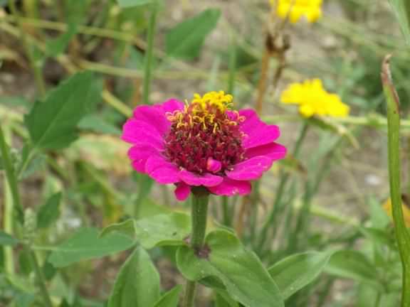 Common Zinia - Zinnia elegans, click for a larger image